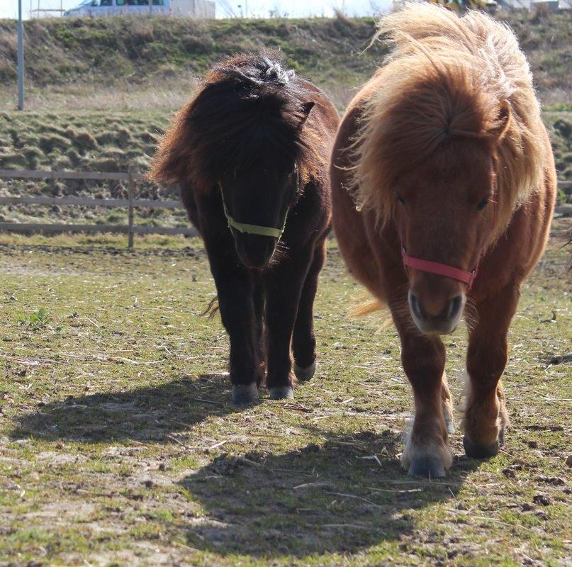 Anden særlig race Sille ll - Mor (Sille) og datter (Nova) billede 19