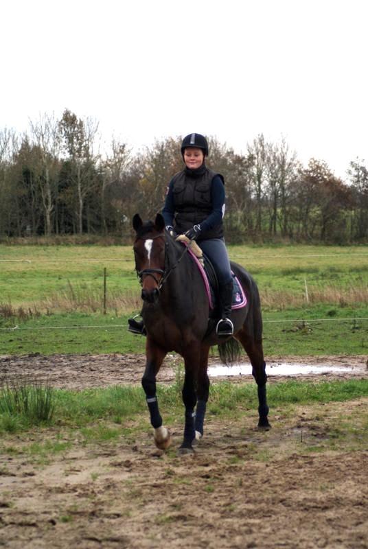 Dansk Varmblod Gørklintgårds Capana billede 16