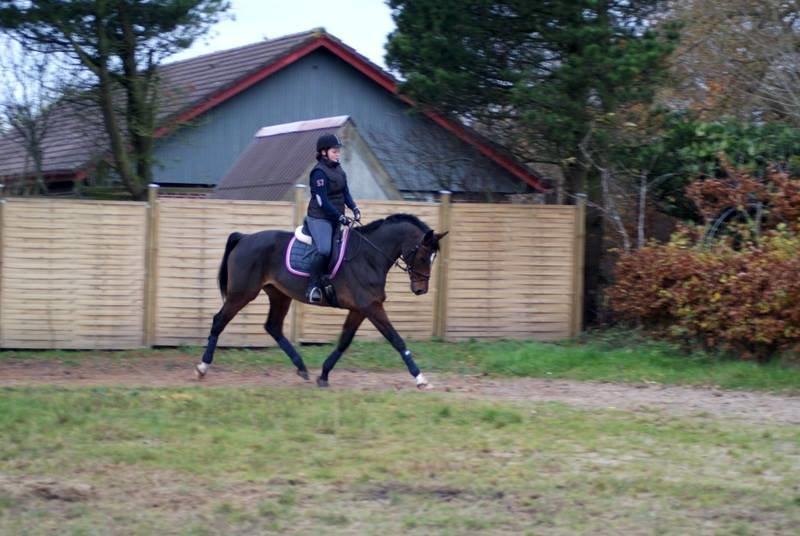 Dansk Varmblod Gørklintgårds Capana billede 17
