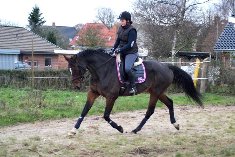 Dansk Varmblod Gørklintgårds Capana billede 18