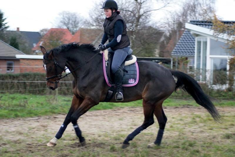 Dansk Varmblod Gørklintgårds Capana billede 19