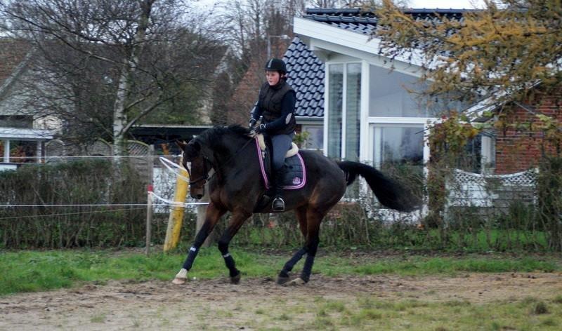 Dansk Varmblod Gørklintgårds Capana billede 20