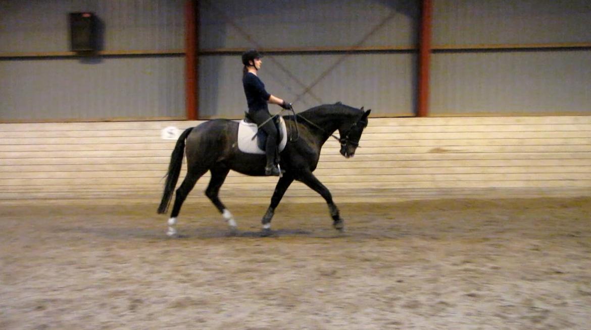 Dansk Varmblod Agazzi Firfod - Træning 11-11-2013 billede 7