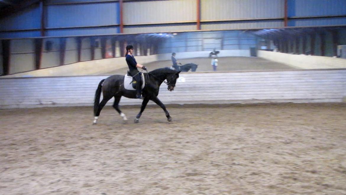 Dansk Varmblod Agazzi Firfod - Træning 11-11-2013 billede 9