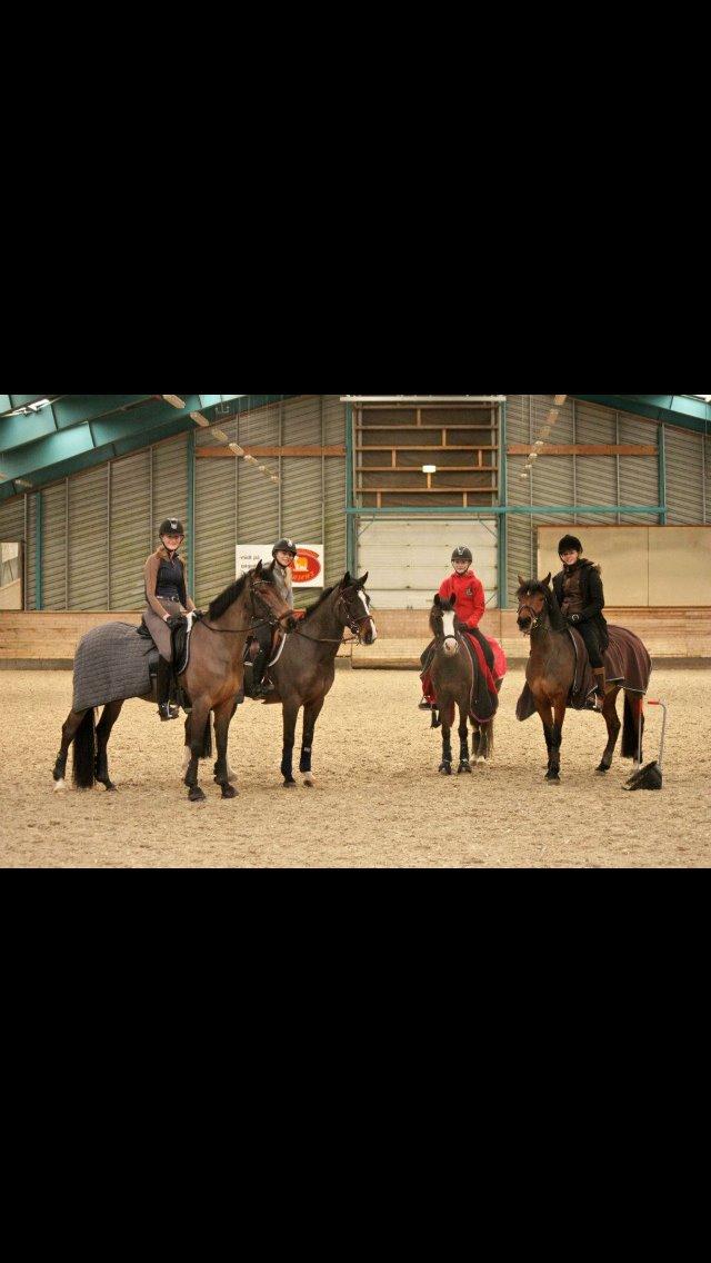 Welsh Pony (sec B) Sylvan's Rivaldo SOLGT:'( - Billede 14 
Bedste SØR piger billede 14