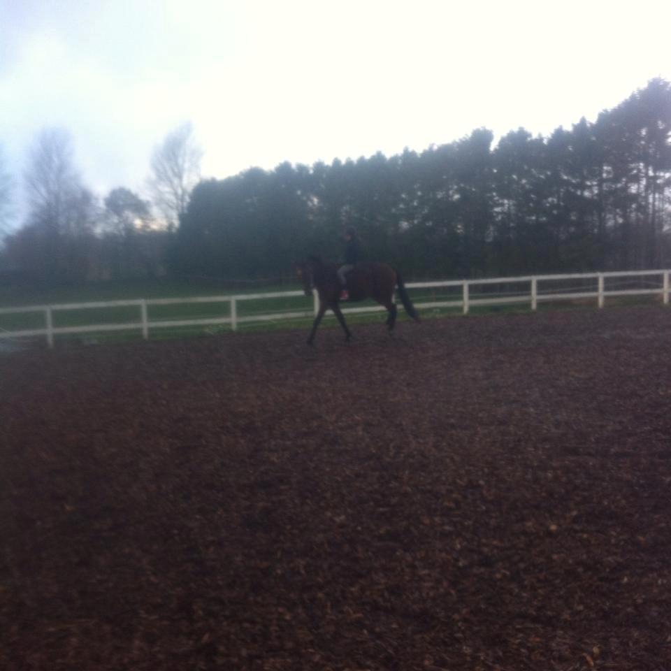 Traver Zensei. - Fra cordeo dagen der med grime og trækketov hvor han jo sagtens kunne gå fint:D billede 9