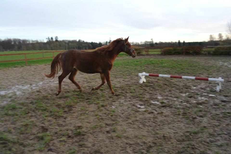 Frederiksborg Lillegårds Aslan " Dovahkiin " billede 4