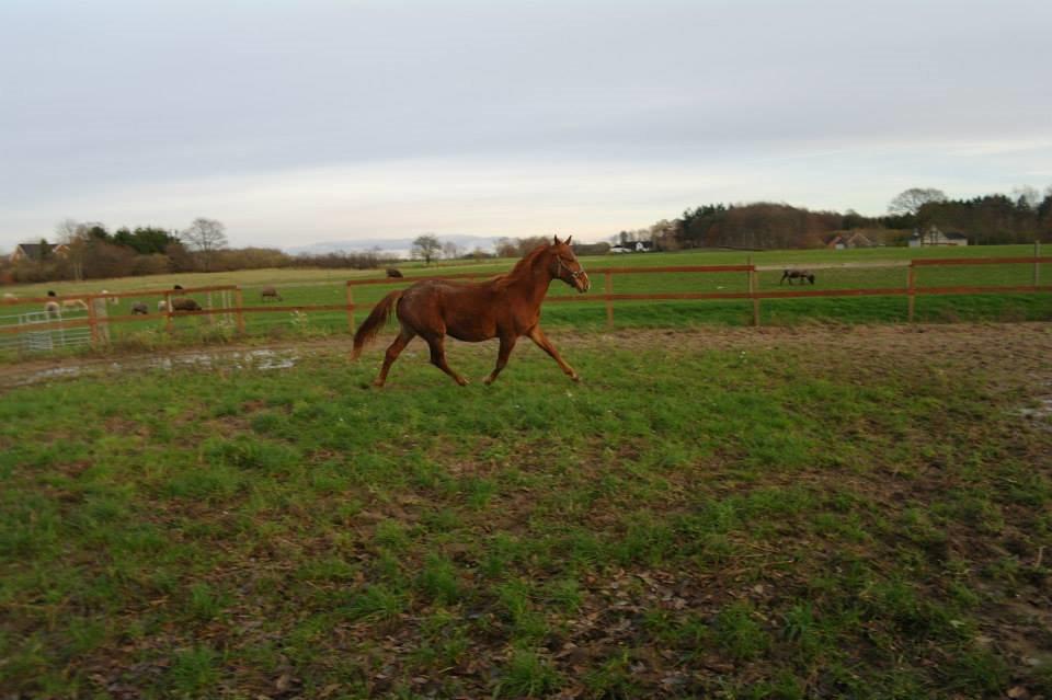 Frederiksborg Lillegårds Aslan " Dovahkiin " billede 5