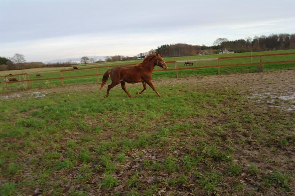 Frederiksborg Lillegårds Aslan " Dovahkiin " billede 6