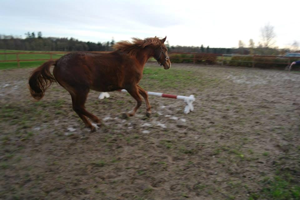 Frederiksborg Lillegårds Aslan " Dovahkiin " billede 7