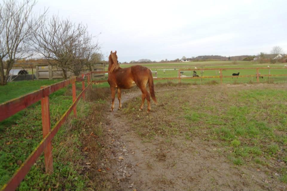 Frederiksborg Lillegårds Aslan " Dovahkiin " billede 8