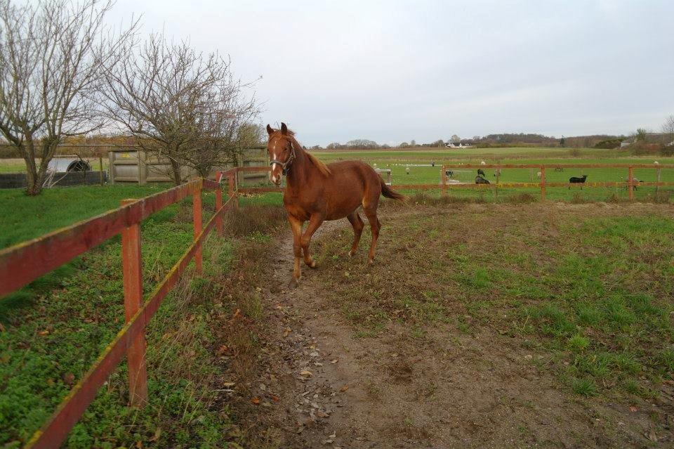 Frederiksborg Lillegårds Aslan " Dovahkiin " billede 9