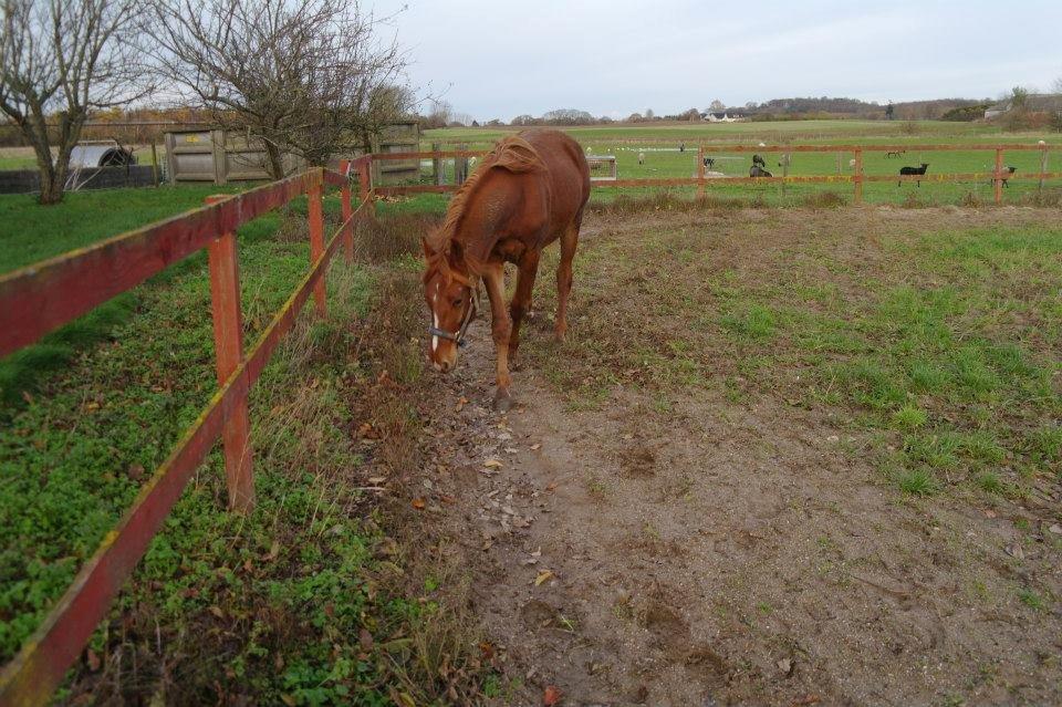 Frederiksborg Lillegårds Aslan " Dovahkiin " billede 10
