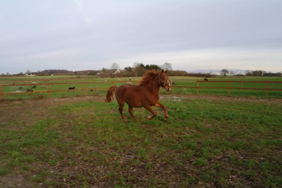 Frederiksborg Lillegårds Aslan " Dovahkiin " billede 11