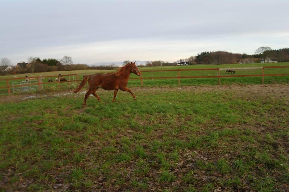 Frederiksborg Lillegårds Aslan " Dovahkiin " billede 12