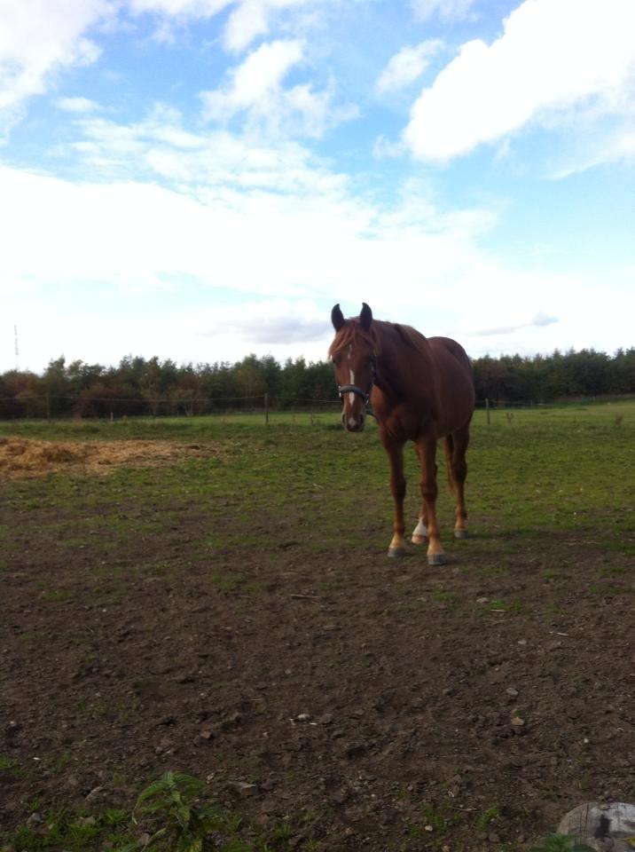 Frederiksborg Lillegårds Aslan " Dovahkiin " billede 13