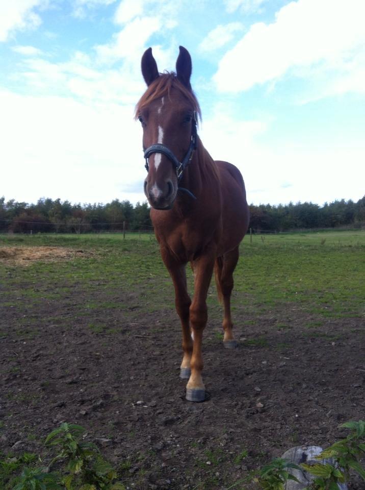 Frederiksborg Lillegårds Aslan " Dovahkiin " billede 14