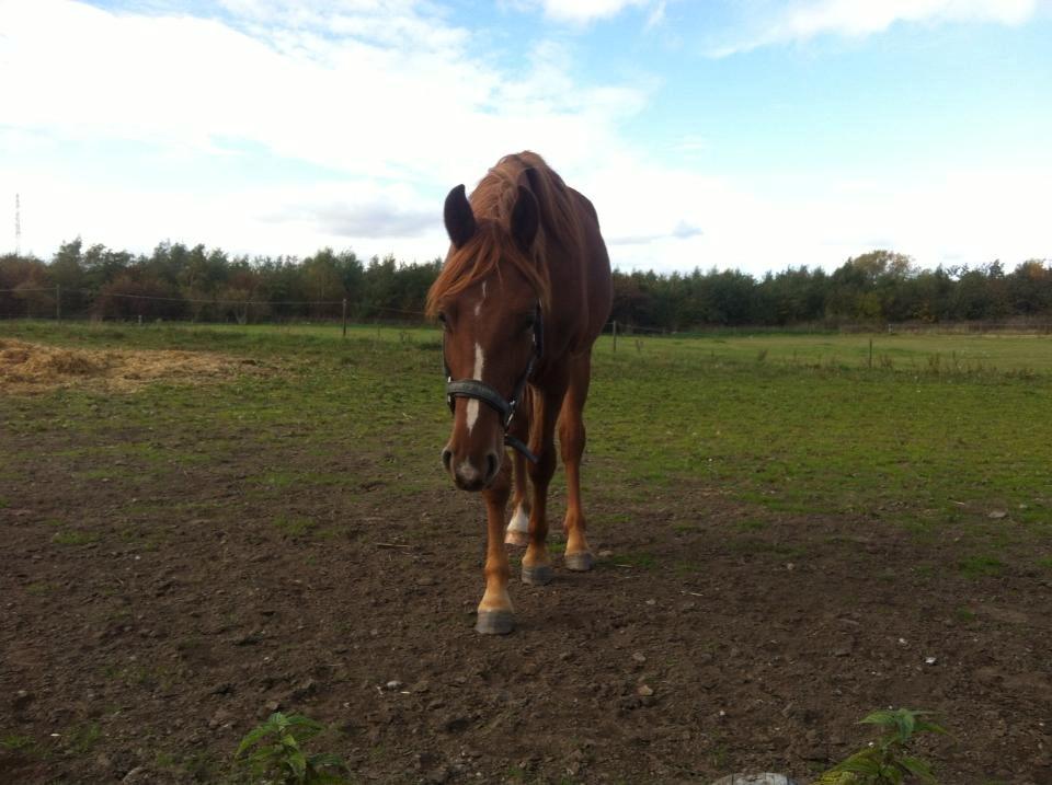 Frederiksborg Lillegårds Aslan " Dovahkiin " billede 15