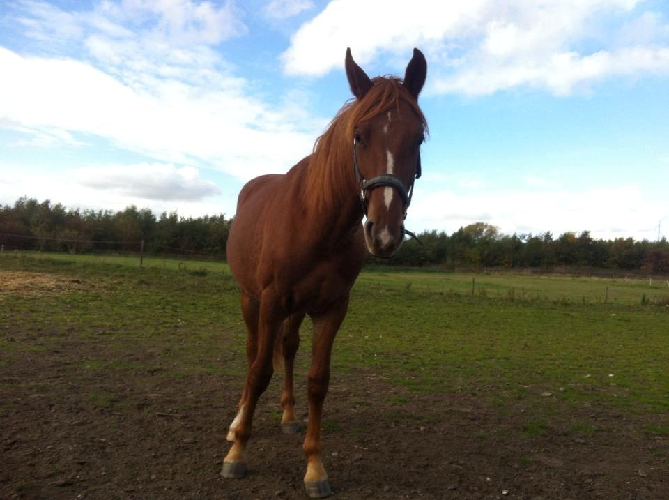 Frederiksborg Lillegårds Aslan " Dovahkiin " billede 16