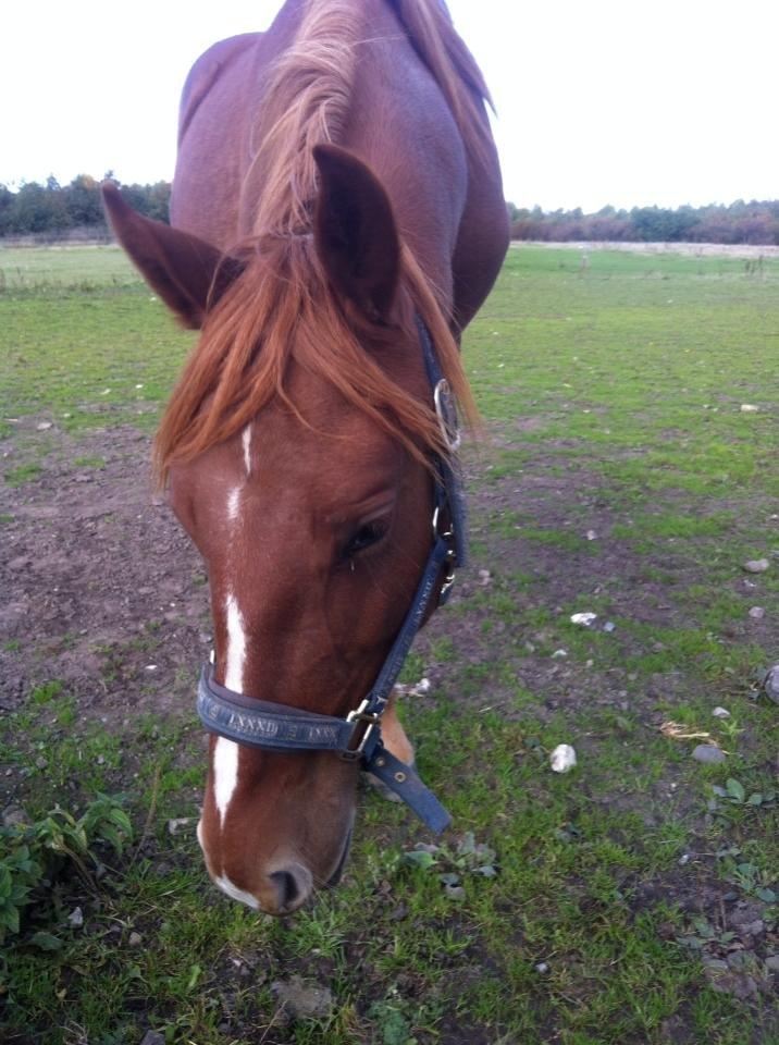 Frederiksborg Lillegårds Aslan " Dovahkiin " billede 17