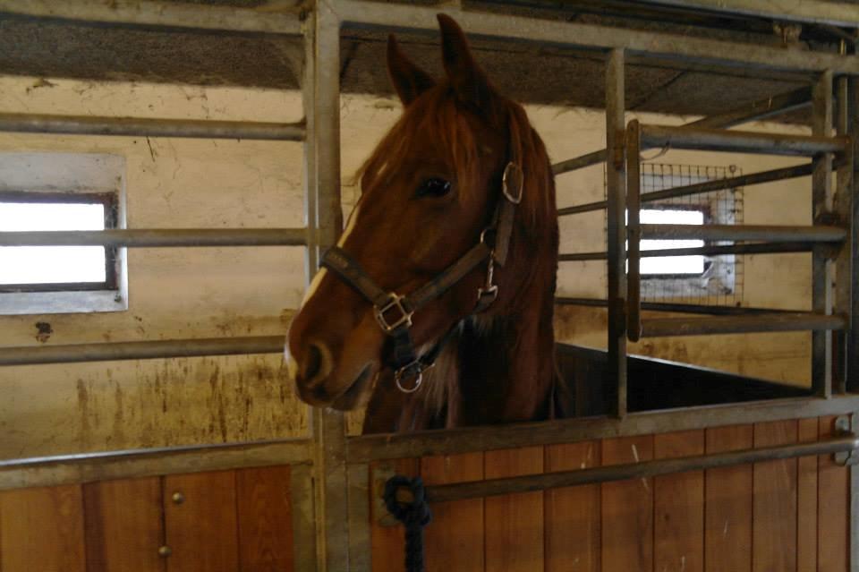 Frederiksborg Lillegårds Aslan " Dovahkiin " billede 1