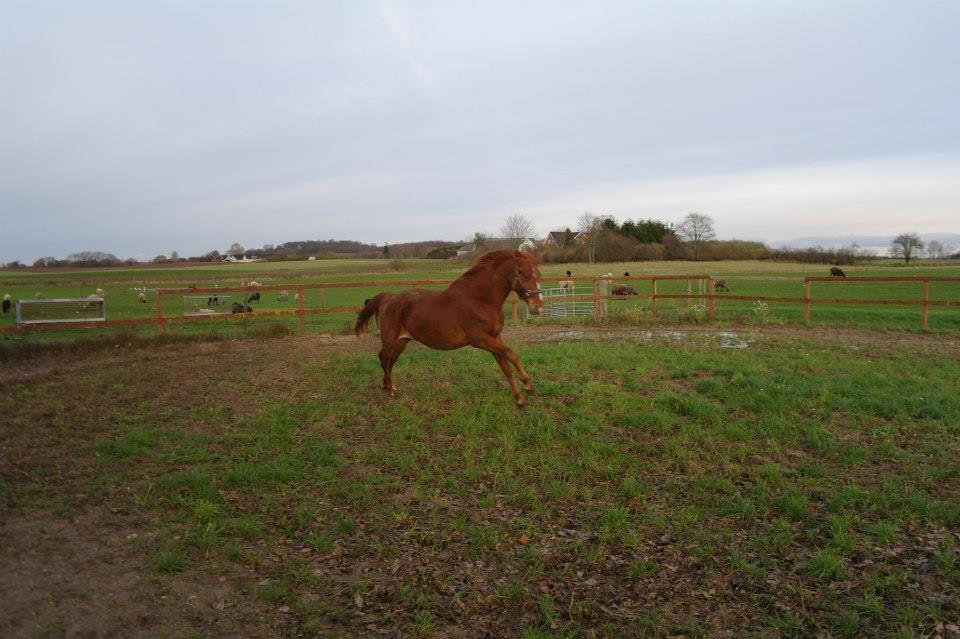 Frederiksborg Lillegårds Aslan " Dovahkiin " billede 18