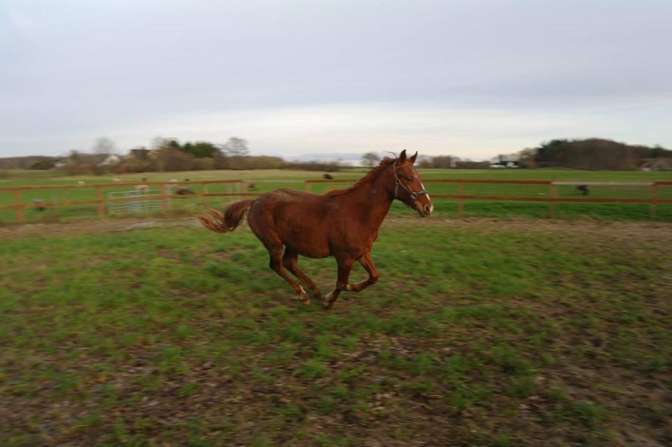 Frederiksborg Lillegårds Aslan " Dovahkiin " billede 3