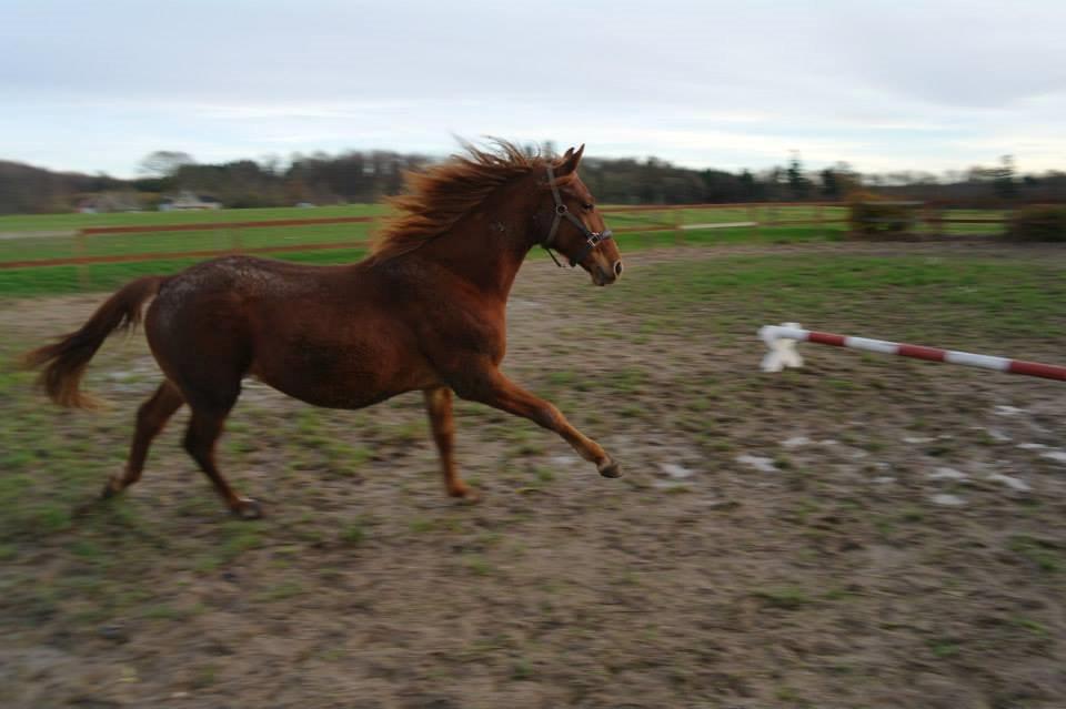 Frederiksborg Lillegårds Aslan " Dovahkiin " billede 19