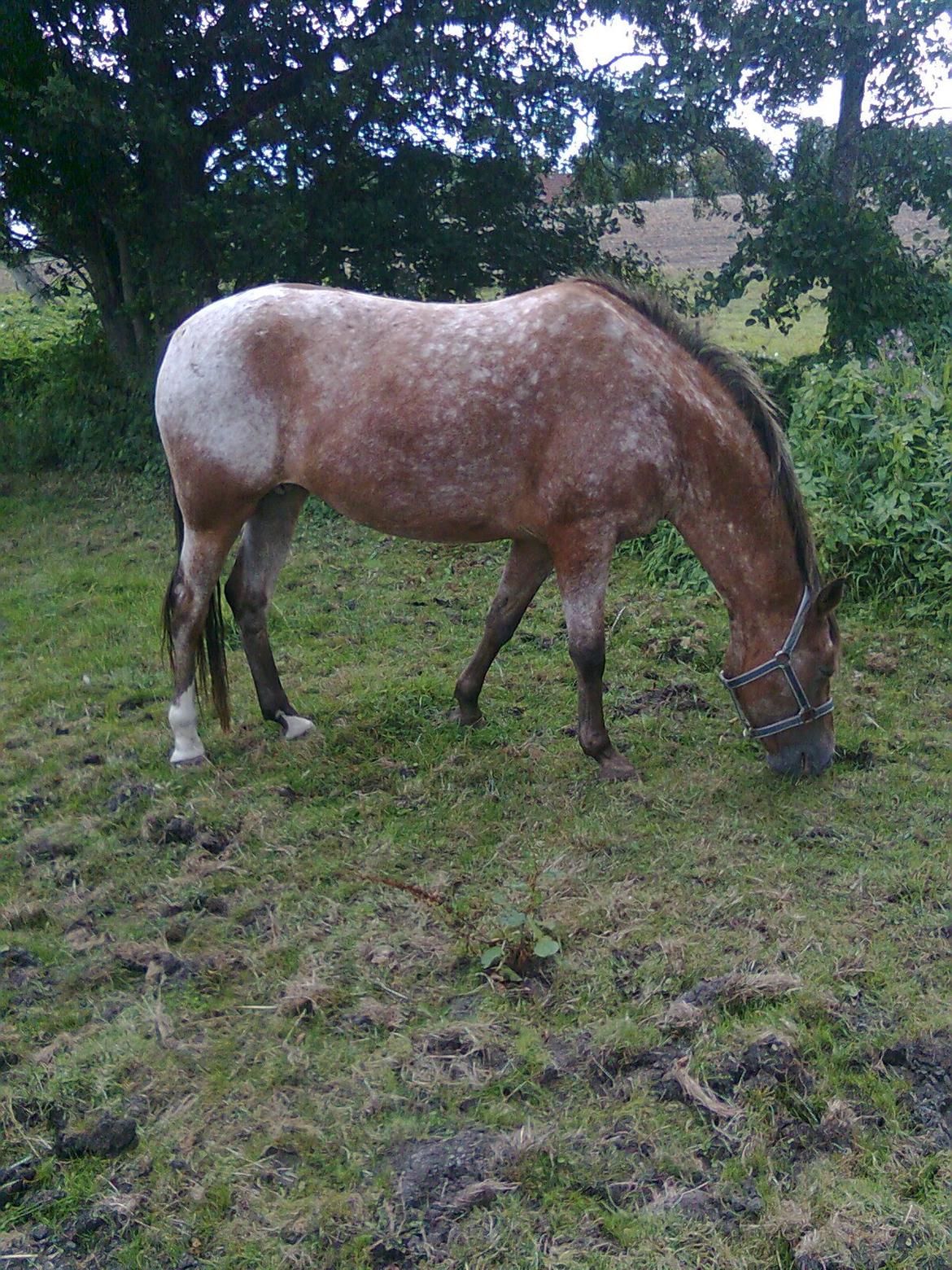 Knabstrupper Stald Flyings Desteny 2B - Bliver kaldt Daisy billede 1