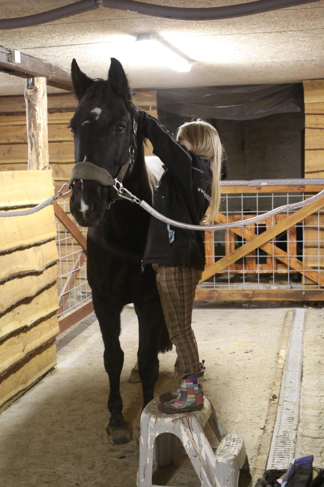 Anden særlig race Mowgli - Mowgli bliver forkælet af Jose i stalden :-) billede 20