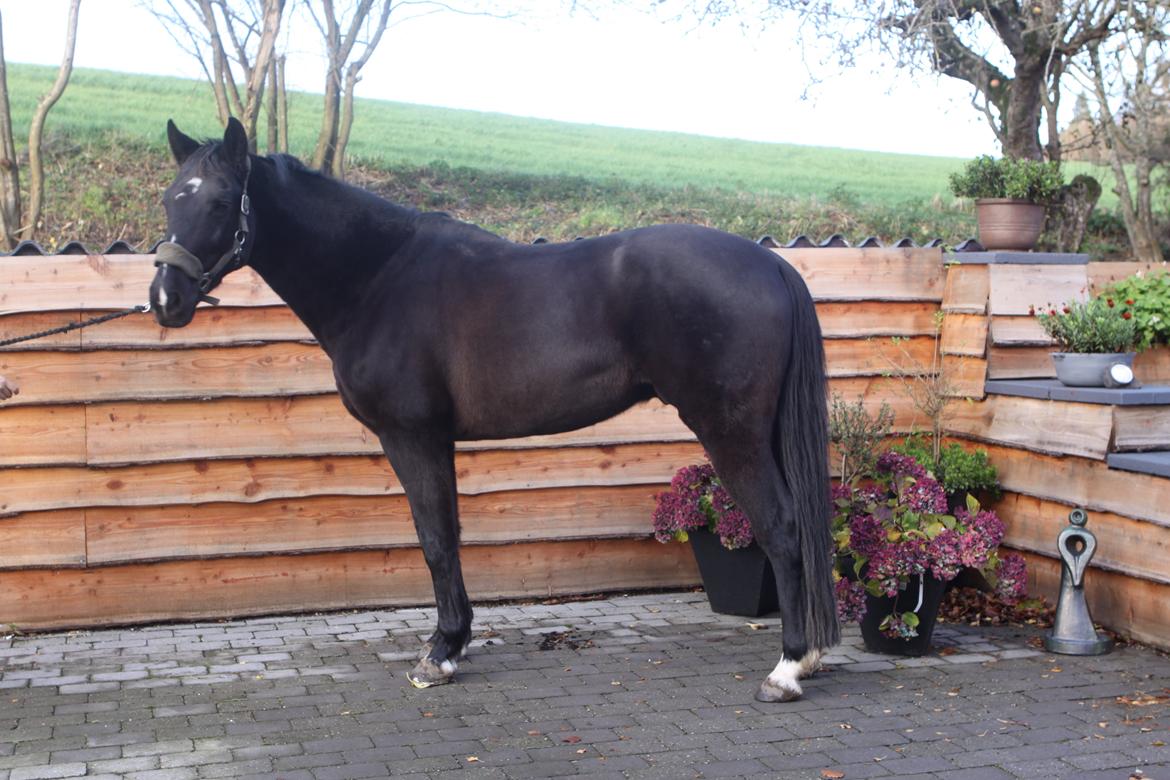 Anden særlig race Mowgli - Opstillingsbillede af bassemanden - Ser slet ikke dumt ud jo :-) Glæder mig til der kommer masser af muller på :-) billede 1