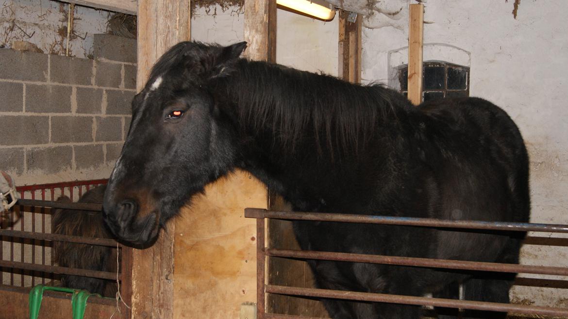 Traver Air Max billede 11