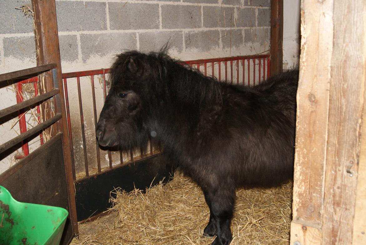 Shetlænder Sønderskovs Racing billede 7