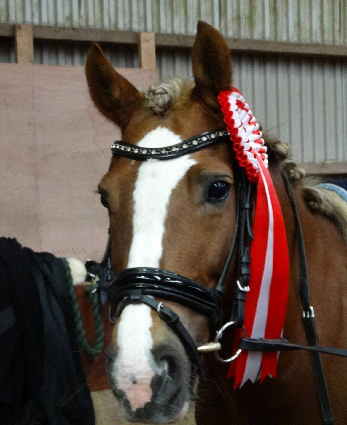 New Forest Firfod Flittiglize - Sidste stævne på min smukke lize, også vinder vi endda lb1 mod en landsstævne pony, tak pony <3 billede 26