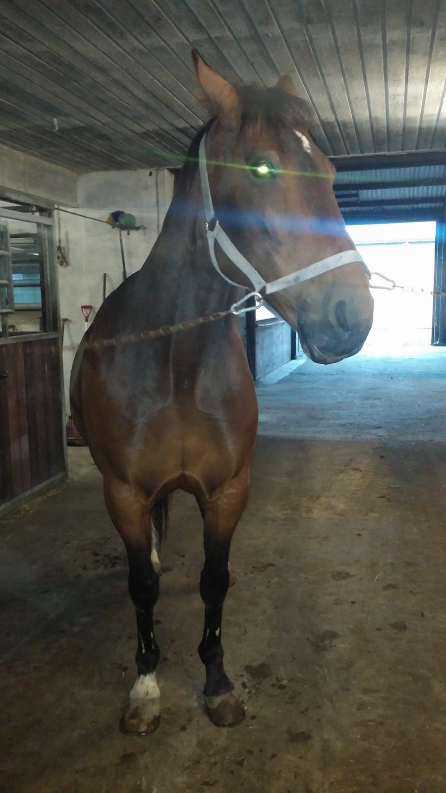 Traver filur ravn billede 13