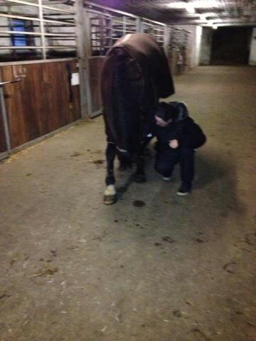 Traver filur ravn billede 7