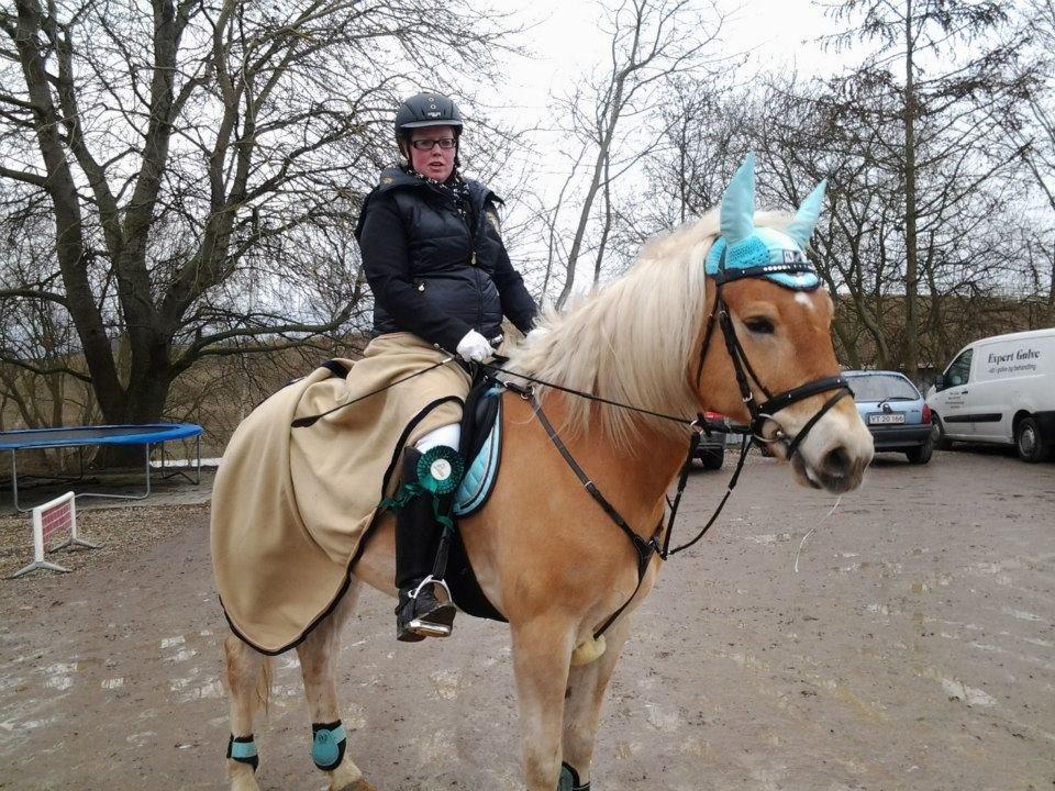 Tyroler Haflinger Wilox (låne hest) - Vores sidste stævne fejlfri i 60 cm sløjfe spring på SAS. billede 1