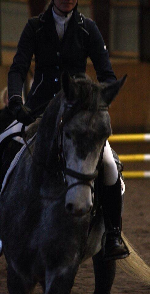 Hollandsk Varmblod Diana billede 11