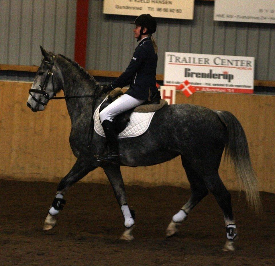 Hollandsk Varmblod Diana billede 10