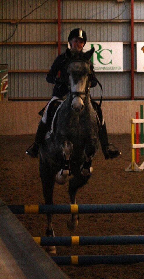 Hollandsk Varmblod Diana billede 12