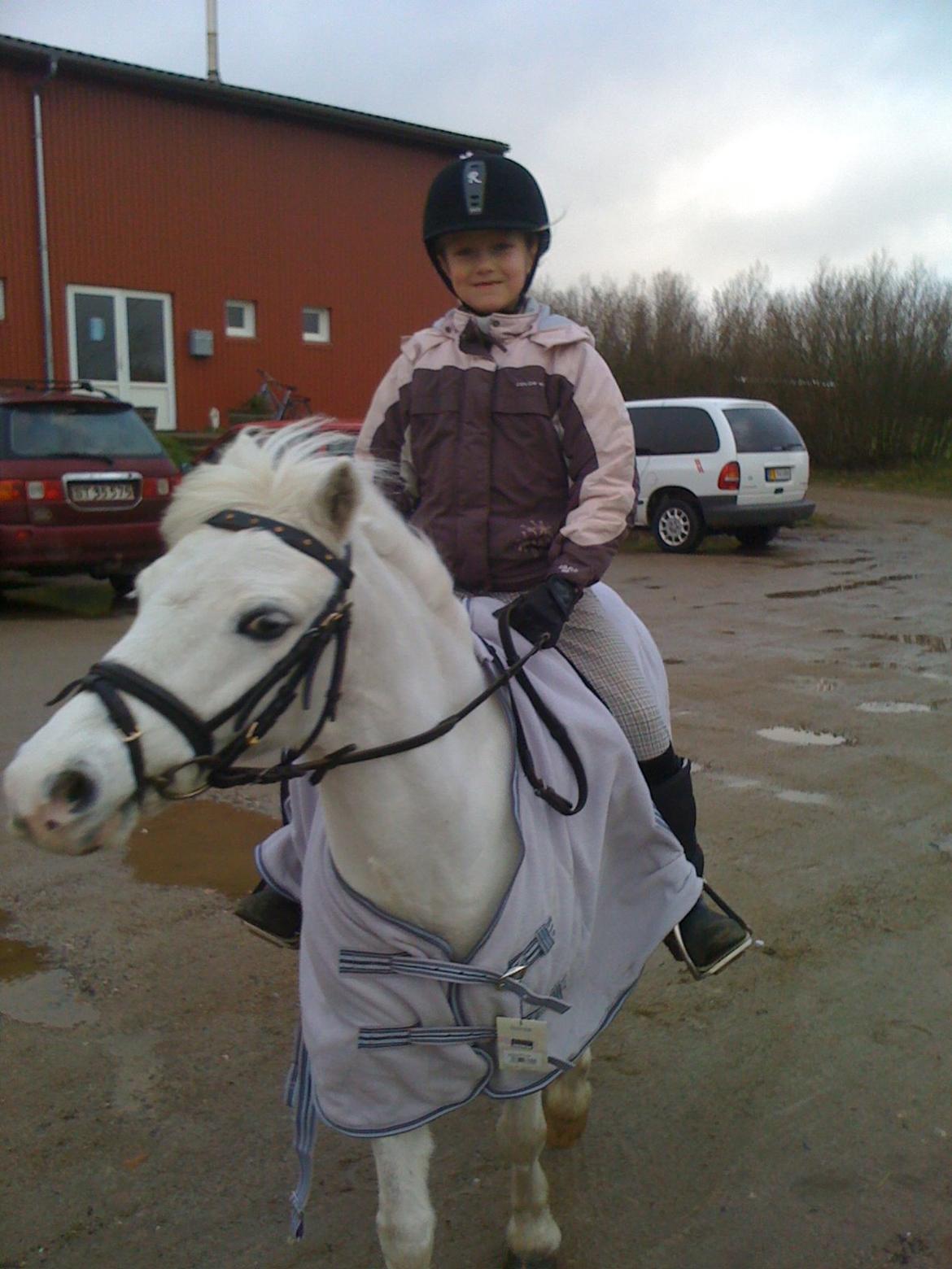 Welsh Mountain (sec A) Tanggårds Figo  - Uhh der er ved at blive vinter, Mig og Figo ude at skridte. billede 2