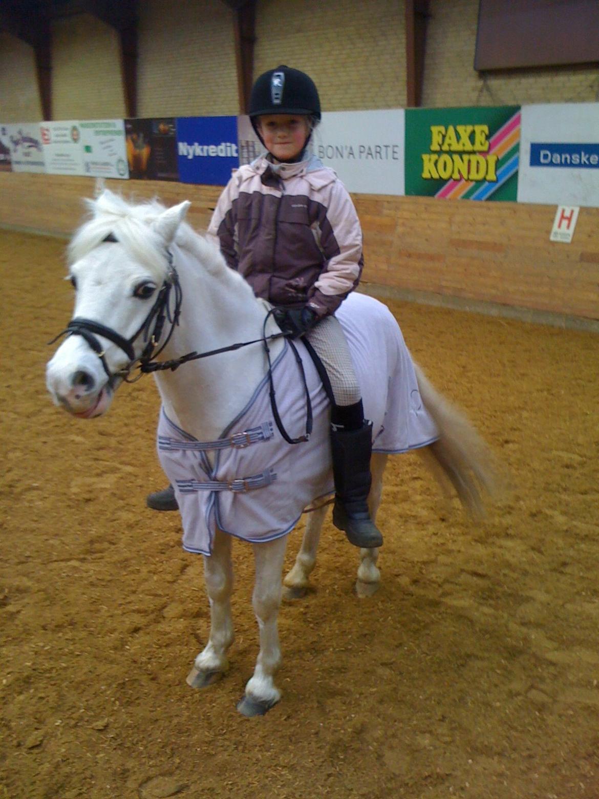 Welsh Mountain (sec A) Tanggårds Figo  - Vi kan mere end du aner på alverdens ridebaner over stok over sten vi er to men vi rider som en<3<<3<3<3<3<3<3<3<3<3<3 billede 3