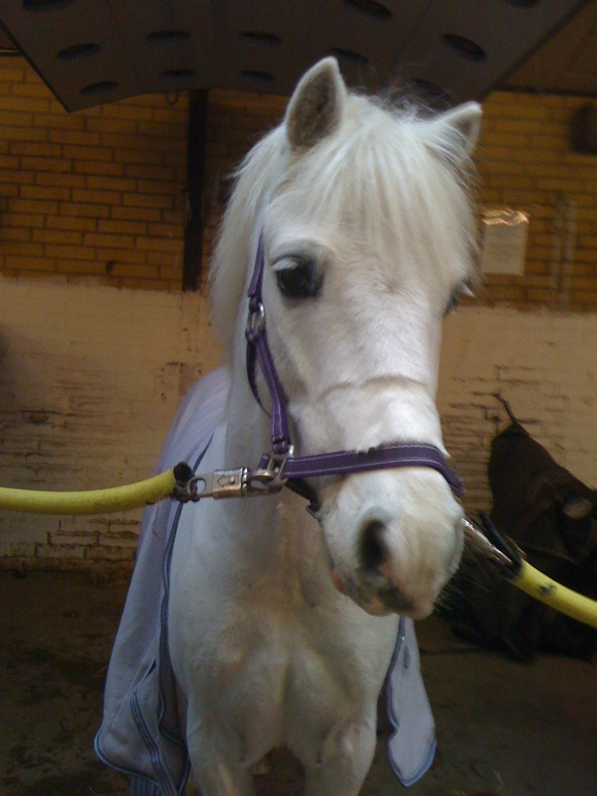 Welsh Mountain (sec A) Tanggårds Figo  - søde søde Figo! billede 4