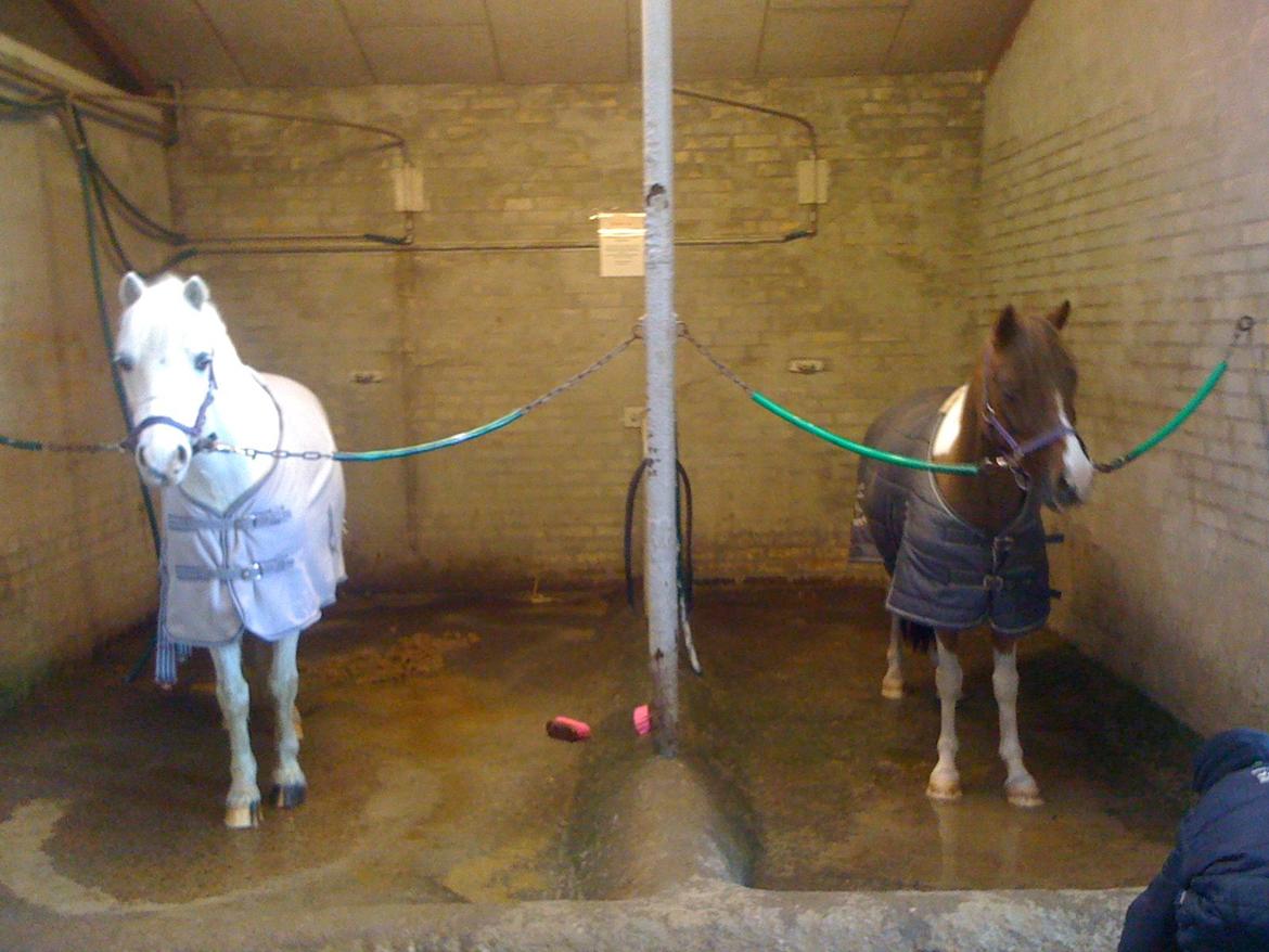 Welsh Mountain (sec A) Tanggårds Figo  - Figo og Jarno skal være pæne og rene før stævnet. billede 5