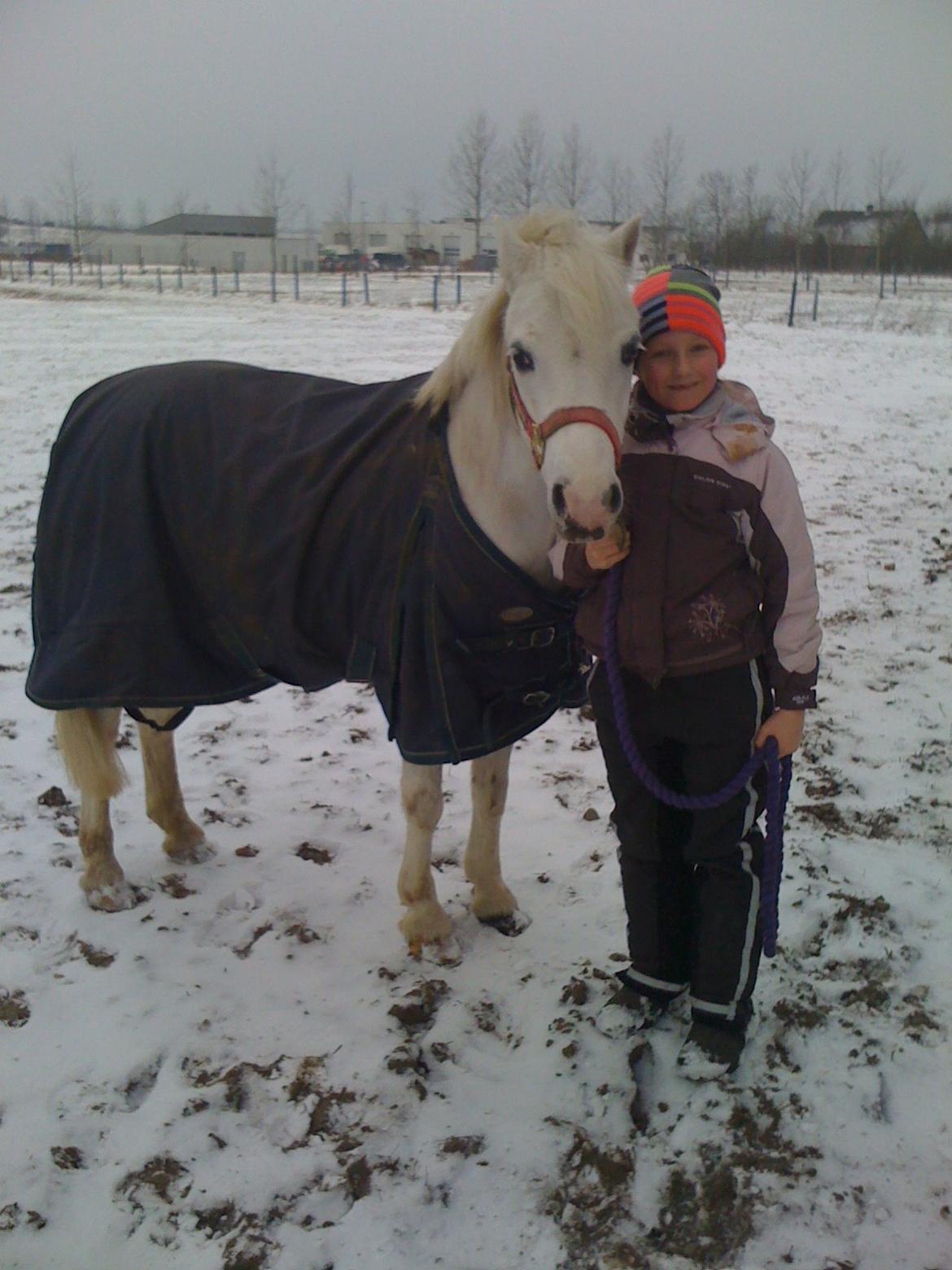 Welsh Mountain (sec A) Tanggårds Figo  - I LOVE FIGO<3<3<3<3<3 billede 6