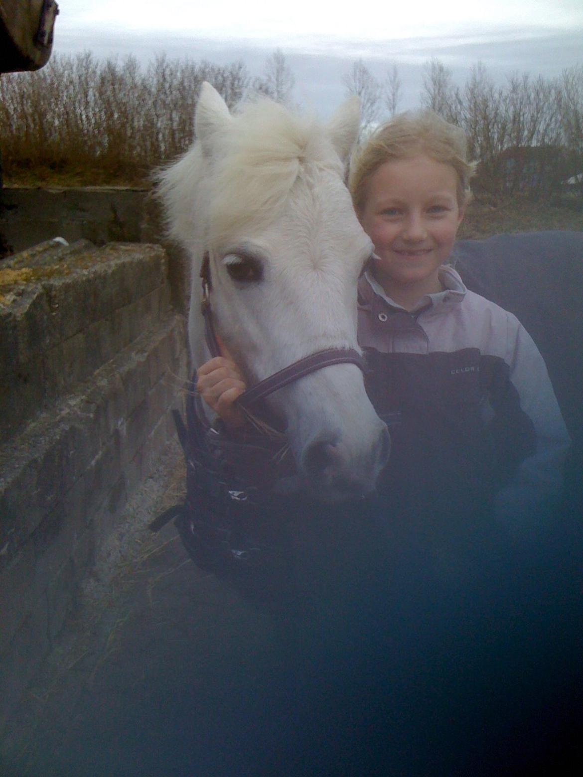Welsh Mountain (sec A) Tanggårds Figo  - i sol, i blæst, i regn bærer du mig fra egn til egn<3 billede 7