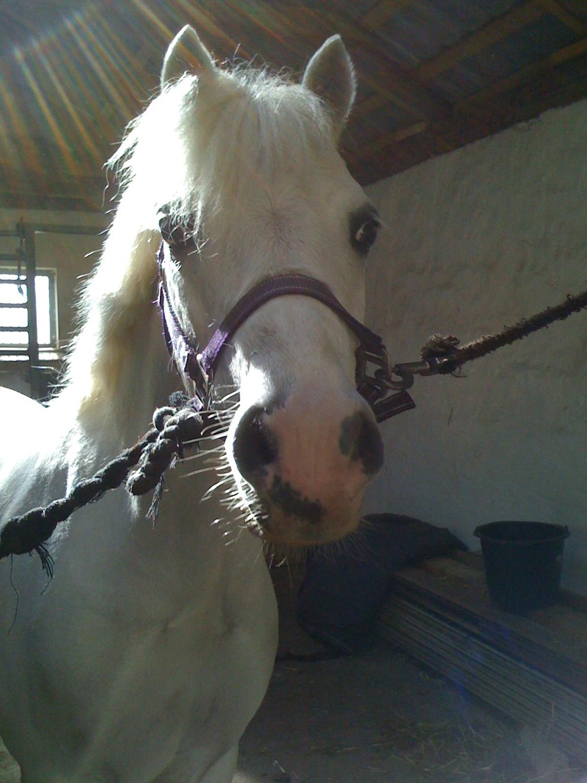 Welsh Mountain (sec A) Tanggårds Figo  - Søde søde Figo. Ligemeget hvor du er vil du altid lægge i mit hjerte!! billede 9