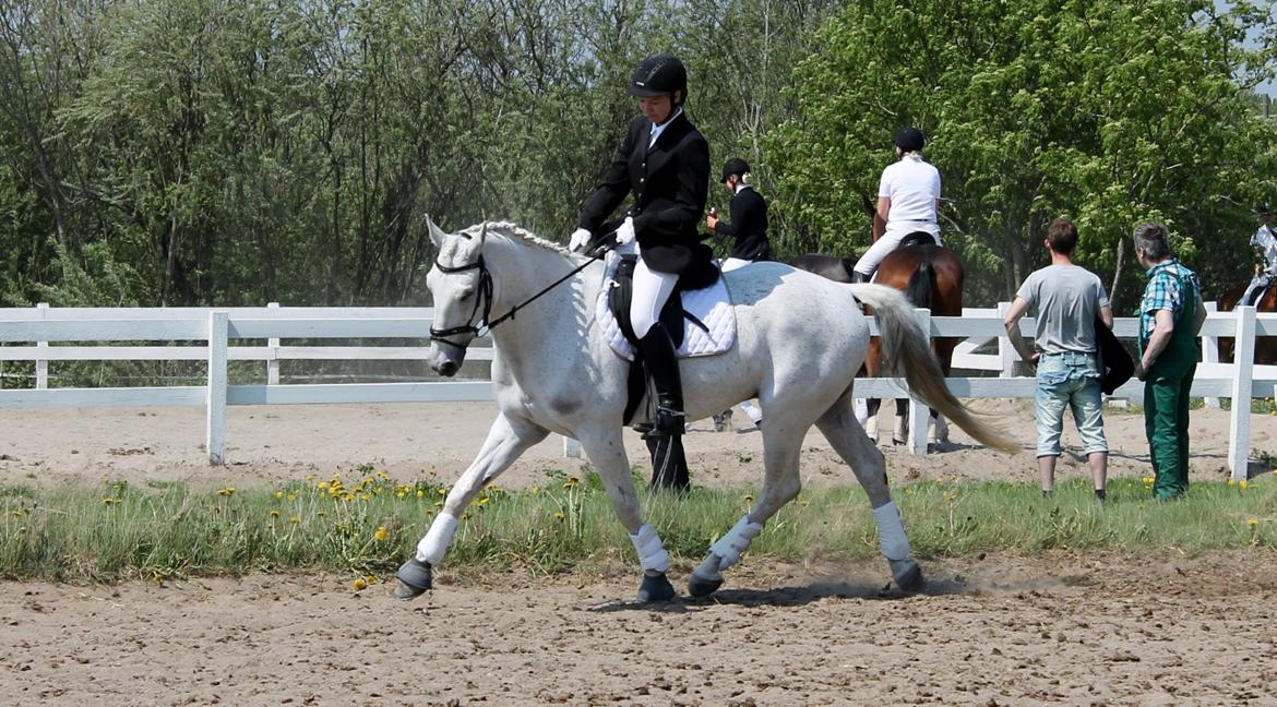 Anden særlig race Comet (drømme hesten)<3 billede 18