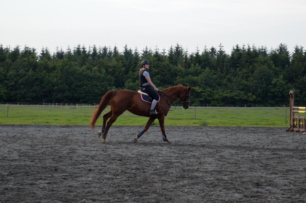 Dansk Varmblod Askemosens Marsia - 17. Springtræning på Tronsø :) billede 17