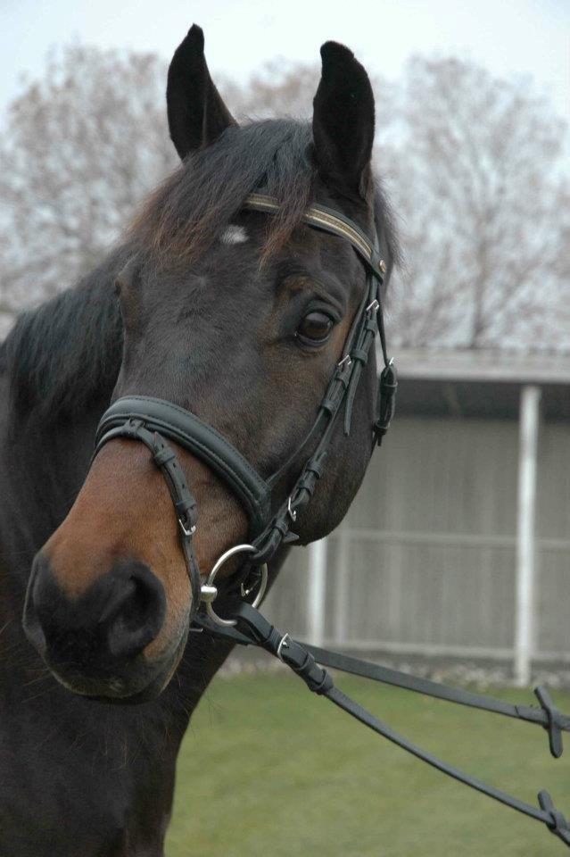 Dansk Varmblod Bøgegårdens Landsriver - Min smukke stjerne <3 billede 1